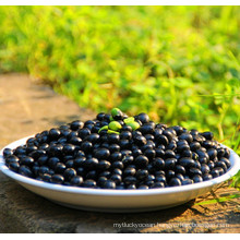 Types Of Big Black Beans For Sale 6.5mm Black Turtkle Bean